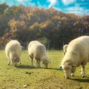 철수목장 이미지