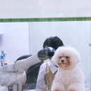 애띠 | 덕천 구포 애견 미용 비숑 가위컷 전문 개묭실 핫플 애띠