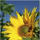 또사고파 이미지