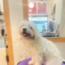 강아지는 미용빨 이미지