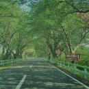 악양 평사리길 이미지