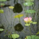 궁남지 문화관광해설사 이미지