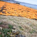 올레목장 이미지