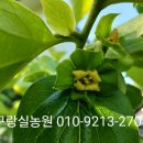 감꽃농원