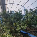 미대농장 이미지