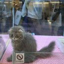 대구 고양이분양 캣갤러리 | [첫만남] 대구고양이 입양 추천 | 켓갤러리 대구점 입양후기