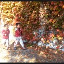 ＜가을 소풍＞파주 유일레저타운 1 - 낙엽과 함께 이미지