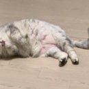 센트럴 동물메디컬센터 이미지