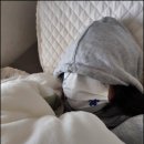 이대행복한 약국 | 마운자로 후기 가격 위고비 다이어트 약 처방 받은 후기