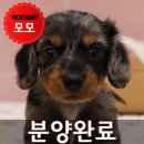 *분양완료* 안산강아지분양 블랙탄 데플 장모 닥스훈트 분양중!