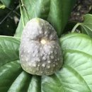 하늘마 효능 부작용 열매마 하늘마 먹는법 이미지