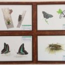 인천나비공원 이미지