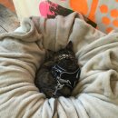 건양정홍삼삼계탕서면점 | 부산 서면 '건양정홍삼삼계탕' 몸보신 추천🍲