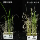 💬북한내고향여자축구단,수원FC위민에2대1역전승…AWCL결승진출💬돼지고온피해최소화,돈사맞춤형사전점검...