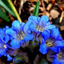 용담초등학교 이미지