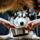 반려동물과함께하는#설렘 이미지