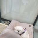 드림펫 | 제주도 제주공항 근처 애견미용,애견호텔, 애견 유치원 솔직후기::드림펫