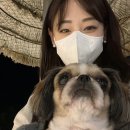 김만두 | 김만두랑 떠난 태안 애견동반 여행 🐶 풀빌라·카페·해수욕장 코스 총정리