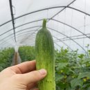 재환농장 | 오이 판매 오이 직거래