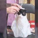 댕댕이묭실