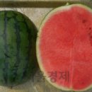 수박씨 이미지