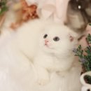 강남고양이분양 나비캣 네이버블로그