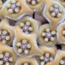 호야과일 이미지