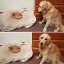 개와고양이 - 사상구 새벽시장로56번가길 4 | 개와고양이