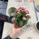 꽃보다 인생 원예 테라피 | 복지관 원예치료수업 카랑코에 식물심기 힐링원예테라피 가드닝식물심기수업