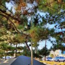 죽도해수욕장 야영장 이미지