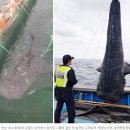[핫핑크돌핀스의 해양동물 이야기 25] 따뜻해진 한국 바다를 여행하는 바다의 거인 '고래상어' 이미지