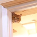 캣츠아일랜드 이미지