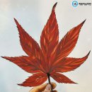 디자인단풍
