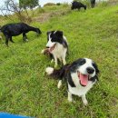 하늘농장3 이미지