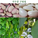 작두콩 효능 특허정리 이미지
