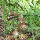 화수목 농원 이미지