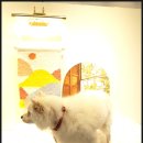 다다펫스파 이미지