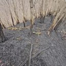 🌈산청산불 진화작업후기입니다. 이미지