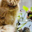 알파디씨마트 이미지