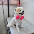 동행펫살롱 이미지