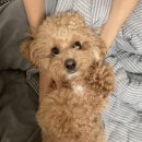 그루밍 멈머 이미지