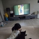 블랙독 증후군 이미지