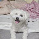 굽네치킨첨단2호점 | 광주 땡겨요 굽네치킨 장각구이 배달 간단후기