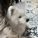 퍼피멍멍 이미지