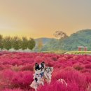 10월 가을 여행지 추천 연천 임진강 댑싸리공원 일몰후기 애견동반