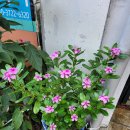 토마토김밥부천남부역점 이미지