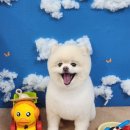 두리애견 이미지