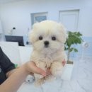 강아지분양 꽃강아지 중랑점 | 중랑구강아지분양 거품없는 곳 꽃강아지중랑점 강아지분양