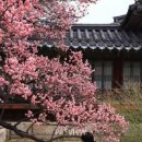 서울 꽃구경 가볼만한곳 창덕궁 매화 만나러 가는길 이미지