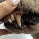 덴탈허브치과기공소 | 강아지 양치, 치석 제거) 내돈내산 독샤워 허브 덴탈 오일 리얼 후기_ 강아지 양치 추천템